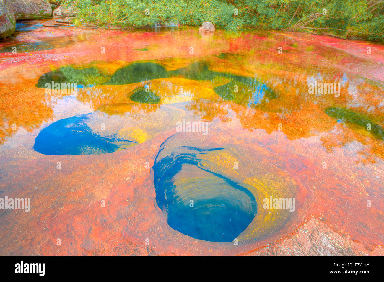 Farben bei Cano Cristales, Kolumbien Unterwasser Pflanzen (Macarenia Clarigera) endemisch auf kleinen Stream und Bereich, Orange und gelb Stockfoto