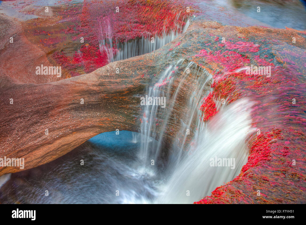 Farben bei Cano Cristales, Kolumbien Unterwasser Pflanzen (Macarenia Clarigera) endemisch auf kleinen Stream und Llano Bereich Bereich Stockfoto