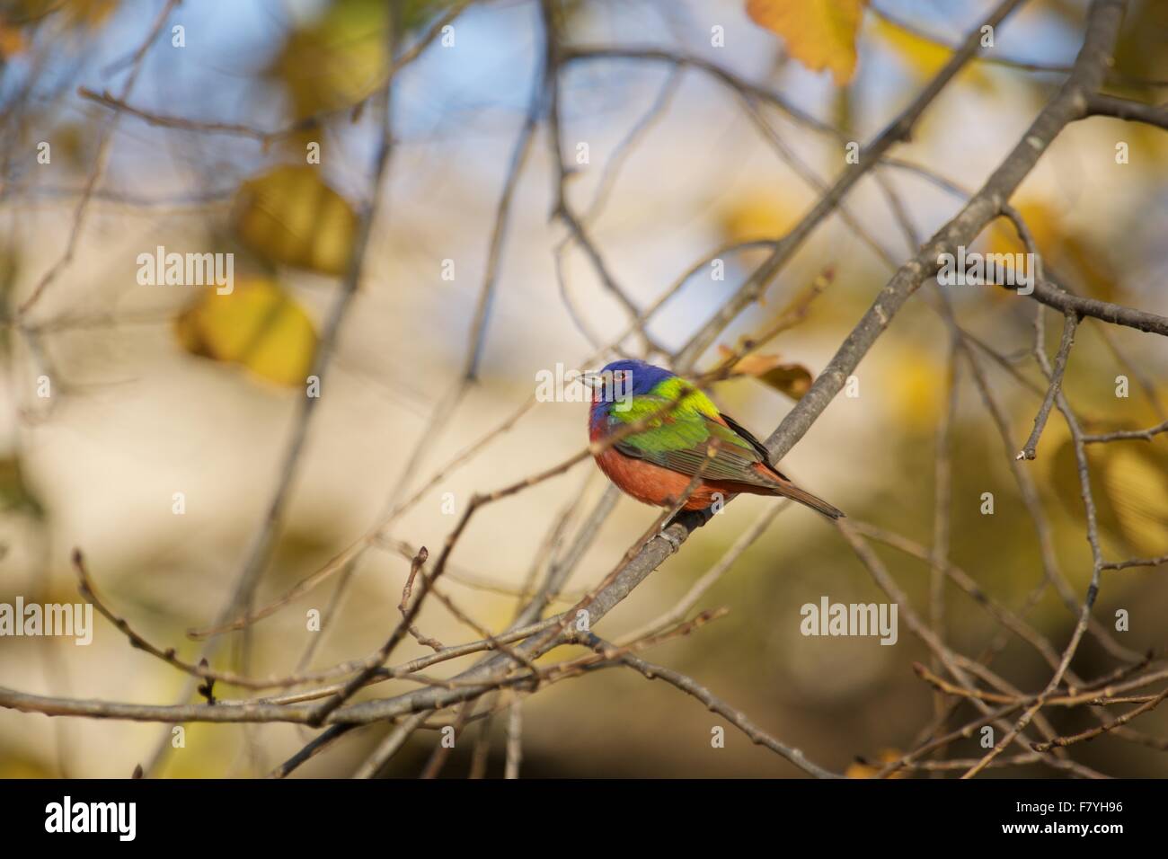 Painted Bunting in Prospect Park Brooklyn November 2015 Stockfoto