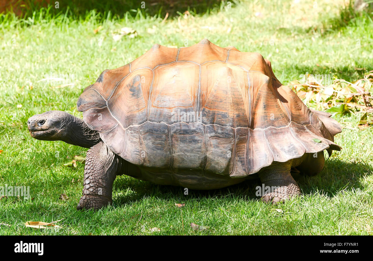 Riesige Schildkröte Schildkröte Stockfoto