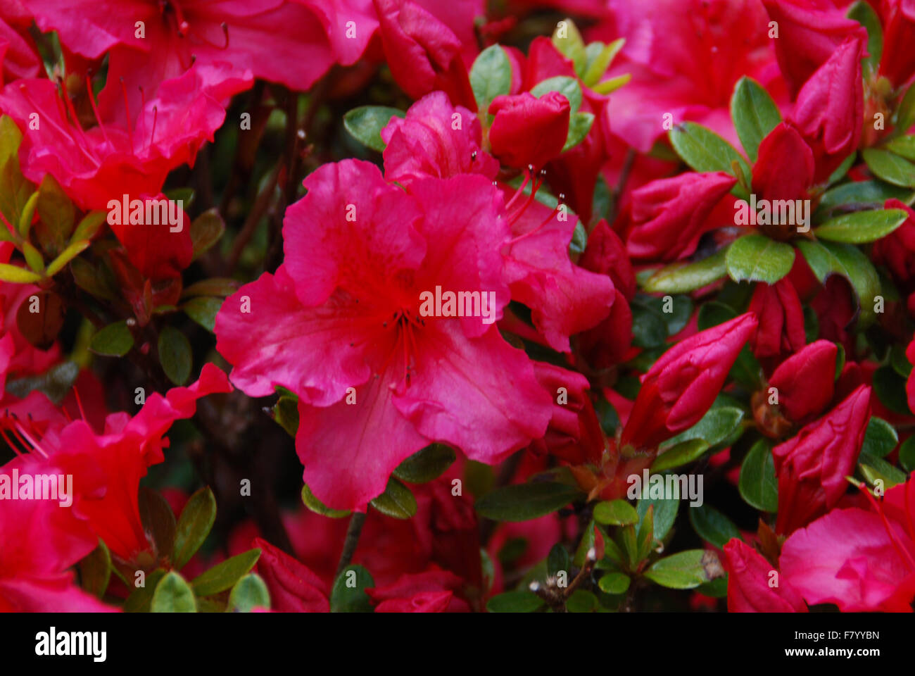Scharlach oder Crimson Rhododendren Nahaufnahme Stockfoto