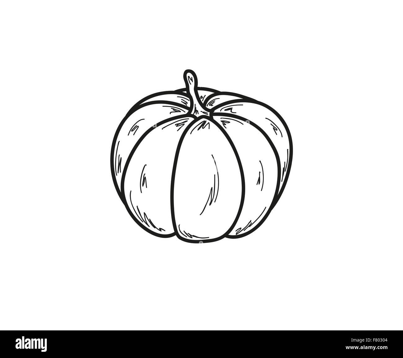 Skizze des Kürbis Stock Vektor