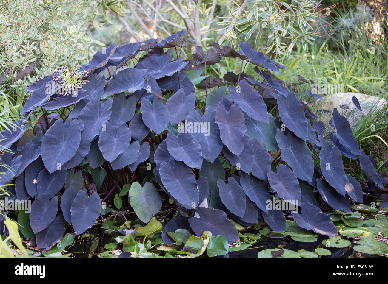 Colocasia esculenta Pflanze, die auch als schwarze Magie elephant Ear in den Botanischen Gärten in San Diego, Kalifornien Stockfoto