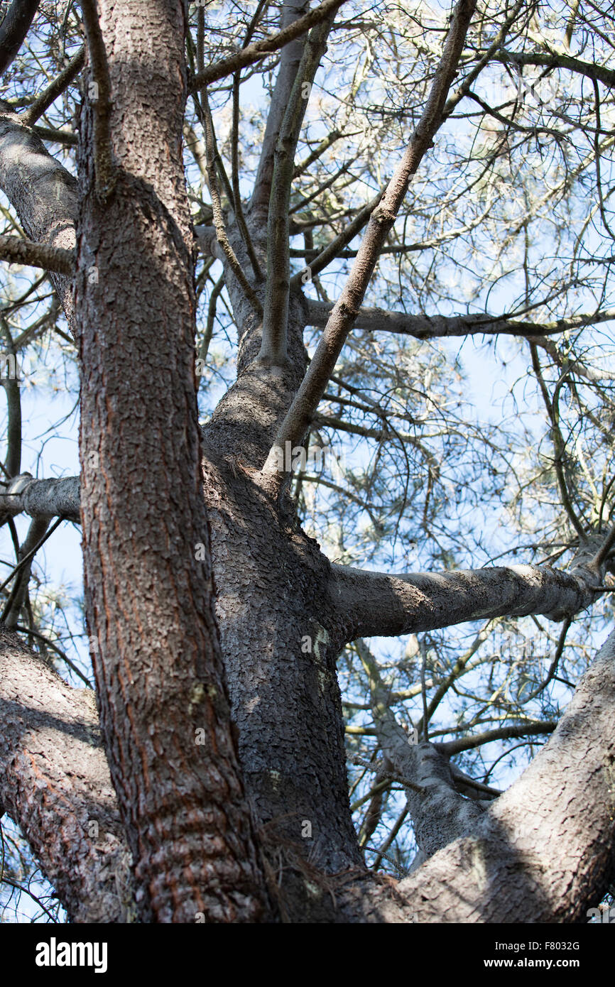 Blick nach oben von Filialen und Himmel von einem Erwachsenen Baum Iat San Diego Botanical Gardens in Kalifornien Stockfoto