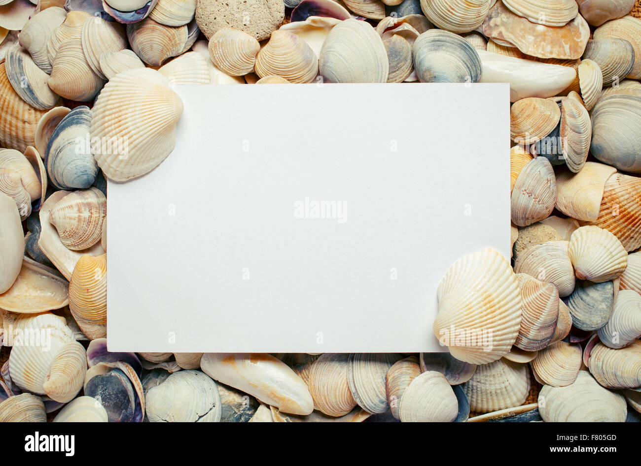 leeres Blatt Papier am Meer Shell Hintergrund Stockfoto