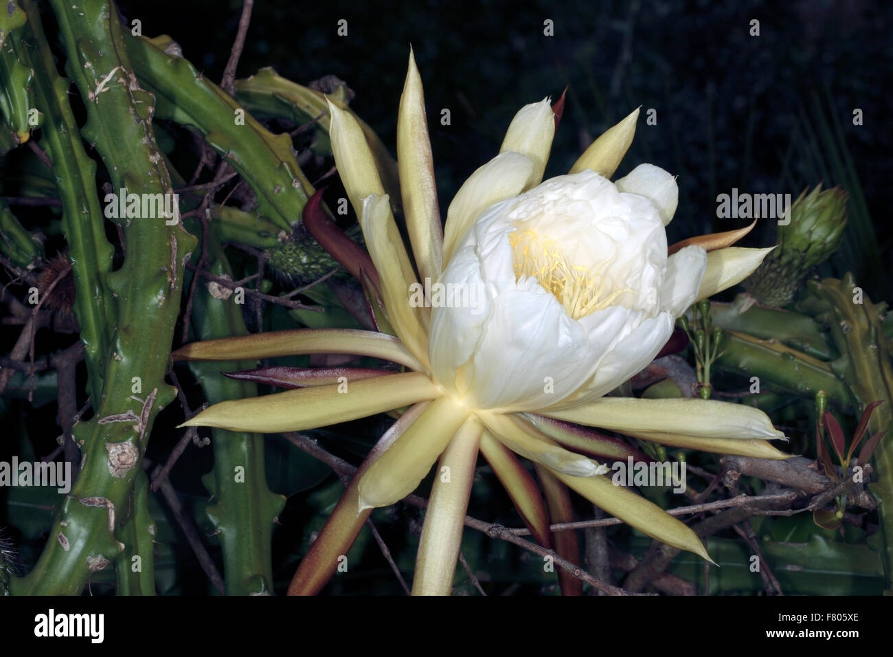 Königin der Nacht / Vanille / süß duftende Kakteen / Nacht blühen Cereus - Selenicereus Grandiflora - Familie Cactaceae Stockfoto