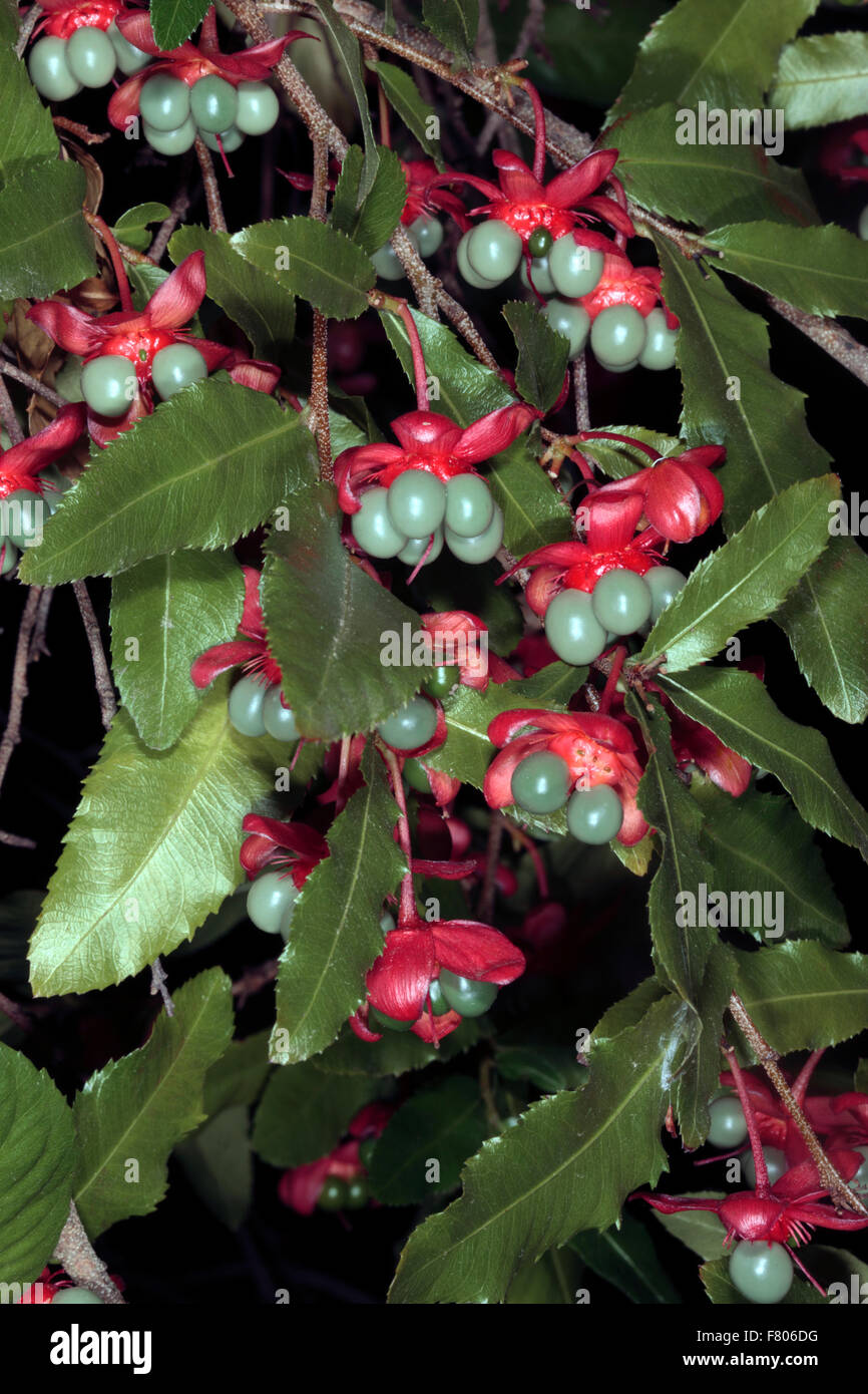 Karneval Bush / Mickey-Mouse-Anlage-Ochna Serrulata Sy Ochna Altropurpurea und Diporidium Serrulatum - Familie Ochnaceae Stockfoto