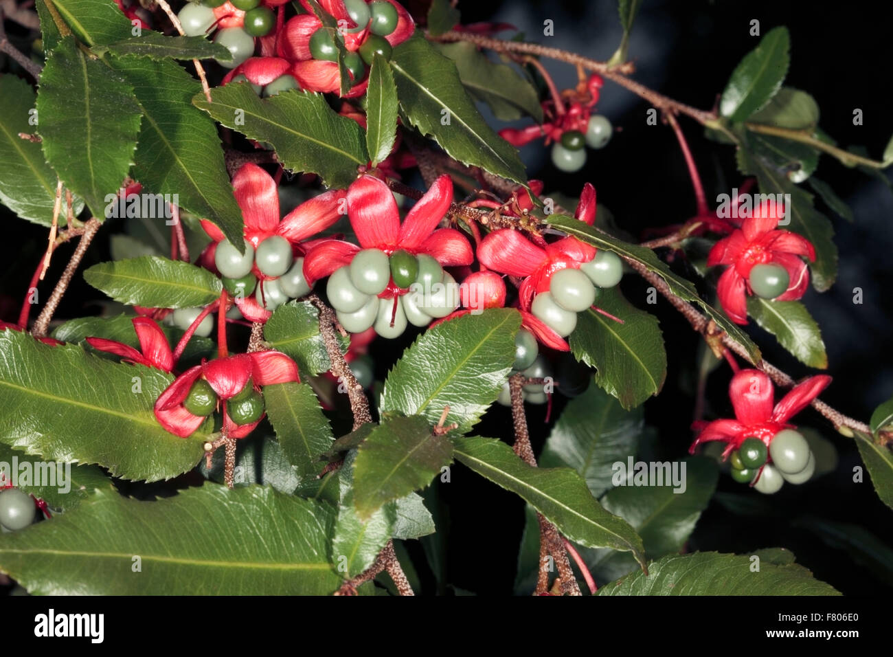 Karneval Bush / Mickey-Mouse-Anlage-Ochna Serrulata Sy Ochna Altropurpurea und Diporidium Serrulatum - Familie Ochnaceae Stockfoto