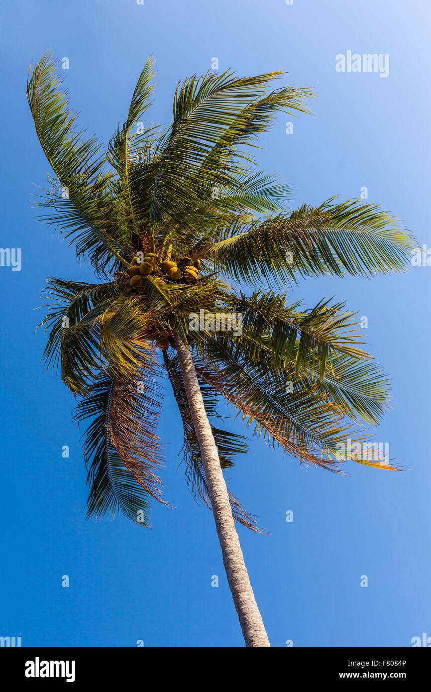 Aufnahme einer hohen Palme über den blauen Himmel auf einer tropischen Insel hautnah Stockfoto
