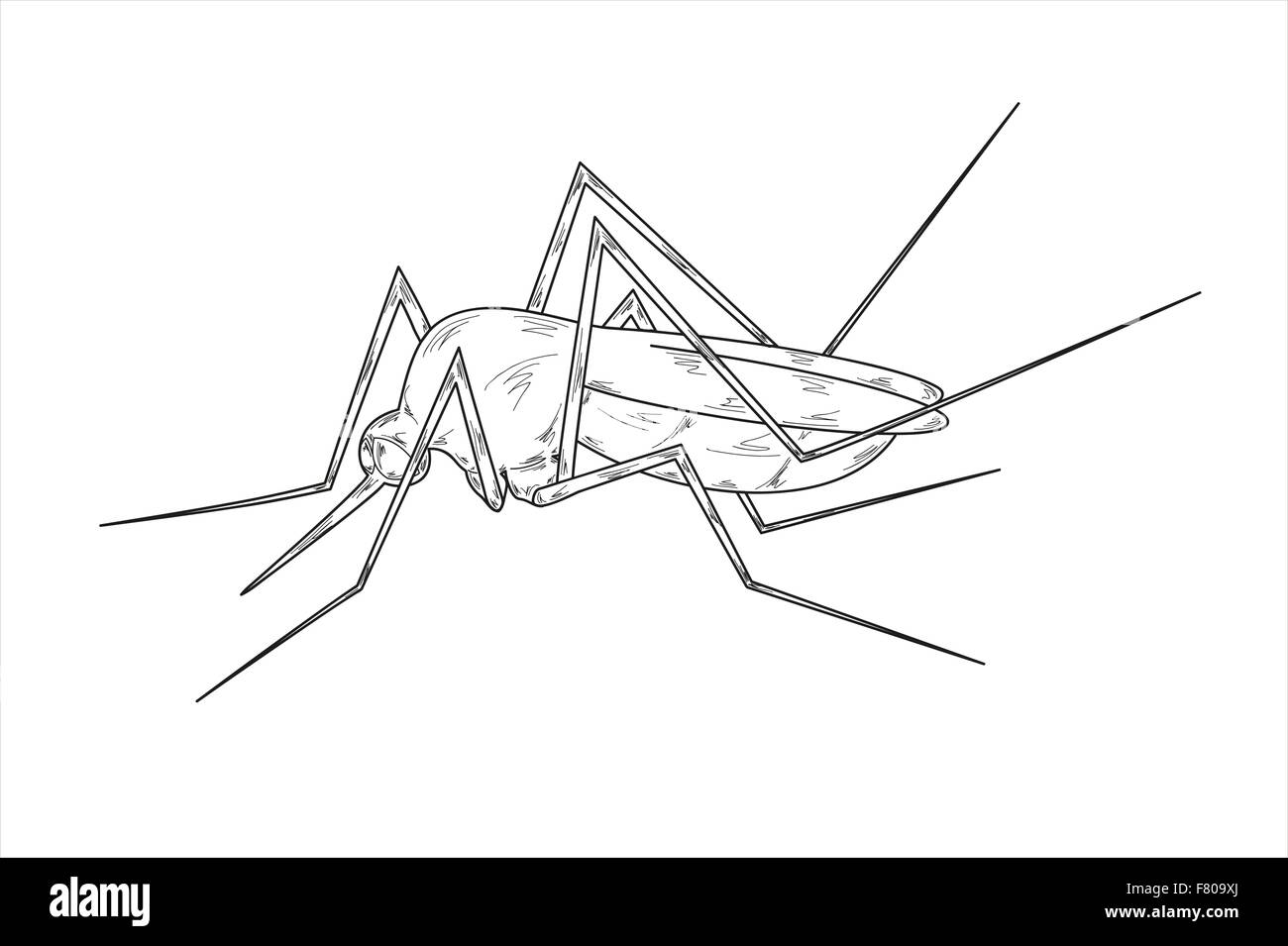 Moskito-Skizze Stock Vektor