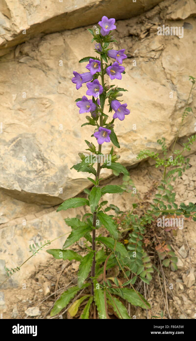 Wilde Canterbury Bells Campanula Medium In Den Vercors Bergen Frankreich Stockfotografie Alamy