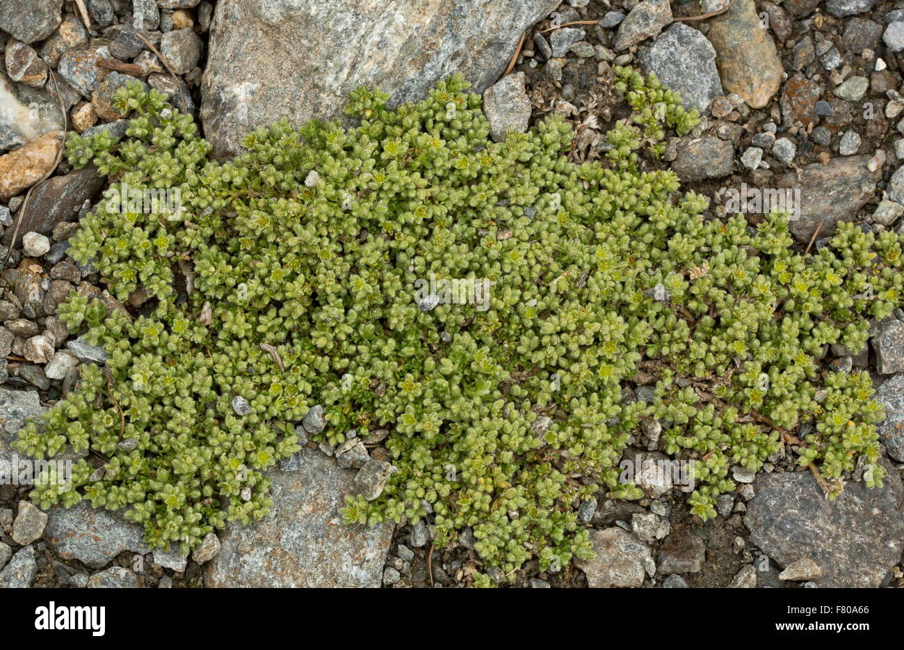 Eine Prostata Art von Rupturewort, Herniaria Incana, auf Schotter, Französische Alpen. Stockfoto