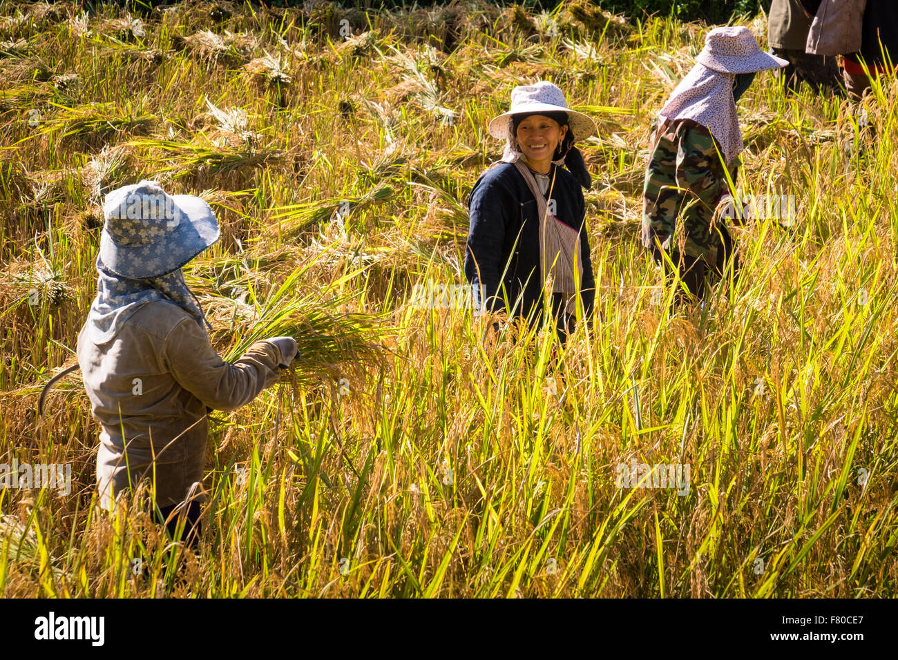 Menschen ernten Reis in den Reisfeldern außerhalb der Stadt Luang Namtha, Laos Stockfoto