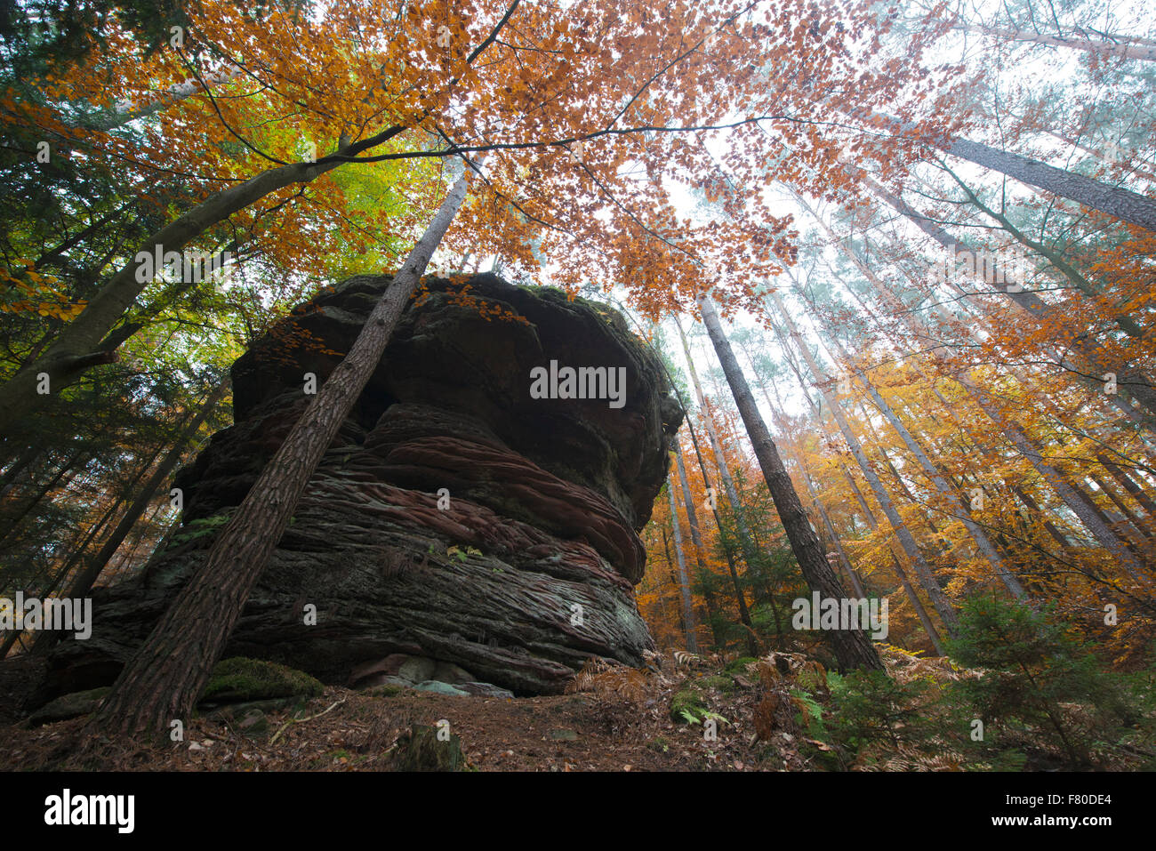 Dahner Felsenland (Dahn Rockland), Dahn, Landkreis Südwestpfalz, Rheinland-Pfalz, Deutschland Stockfoto