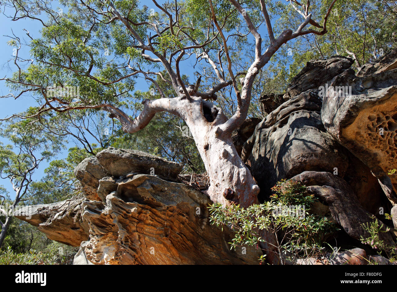 Baum im Castle Cove ich Sydney ich Australien Stockfoto