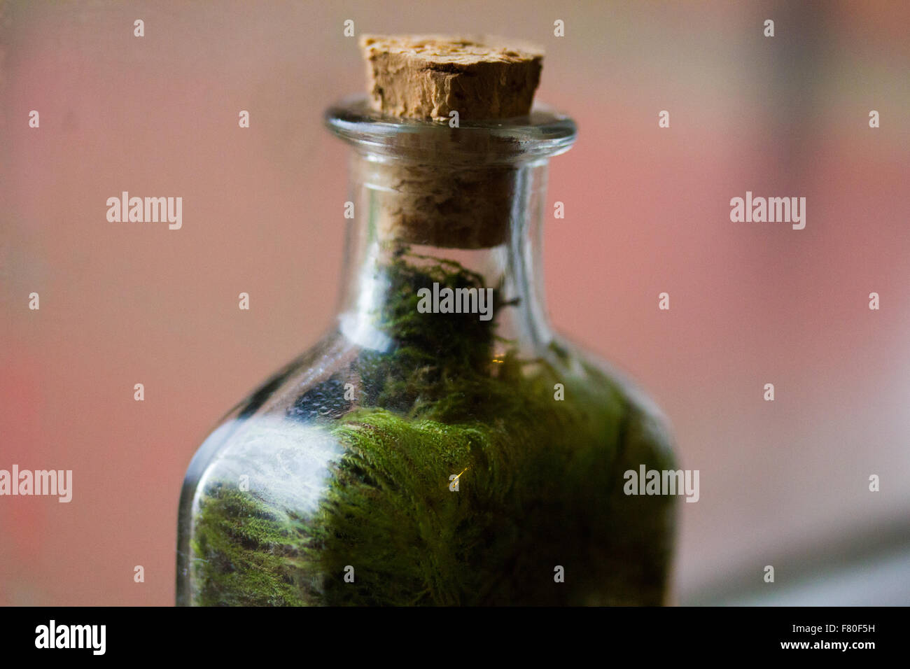 Terrarium in einer Flasche. Stockfoto