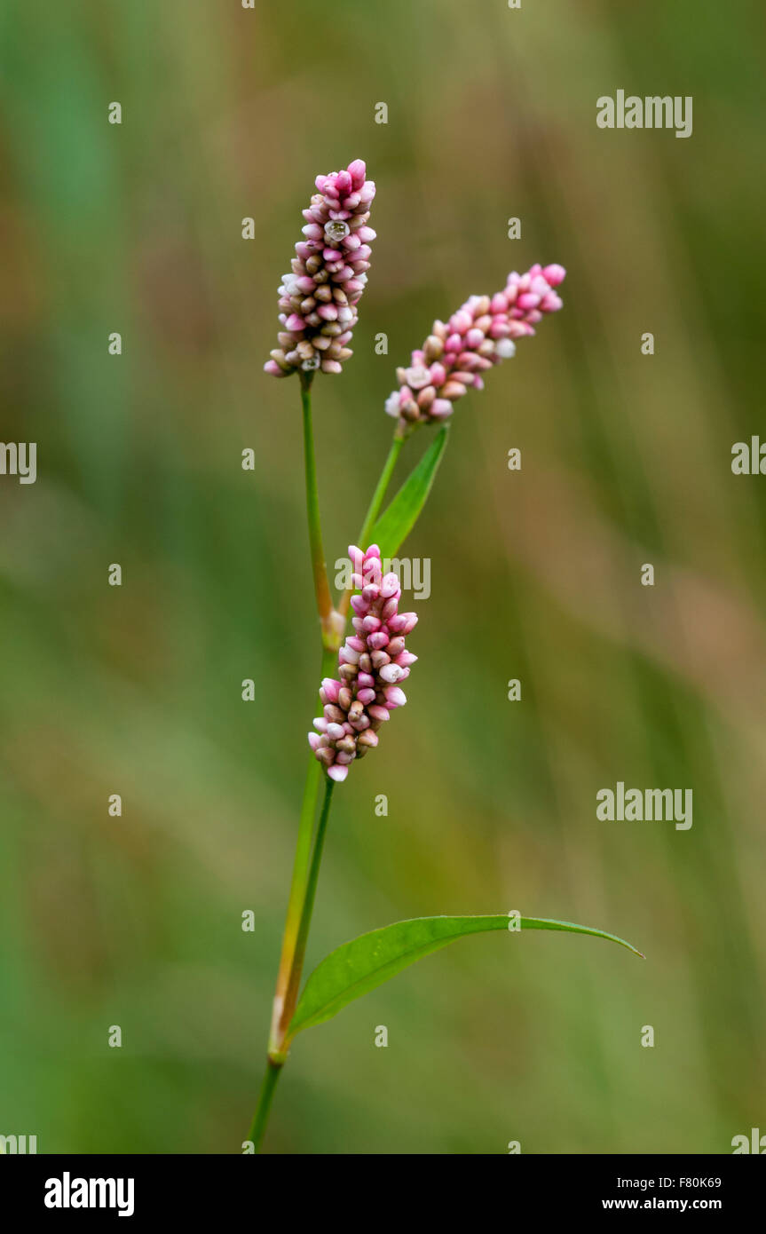 Lady's Daumen (Persicaria Maculosa) Blüte am Vange Marsh, Essex. August. Stockfoto