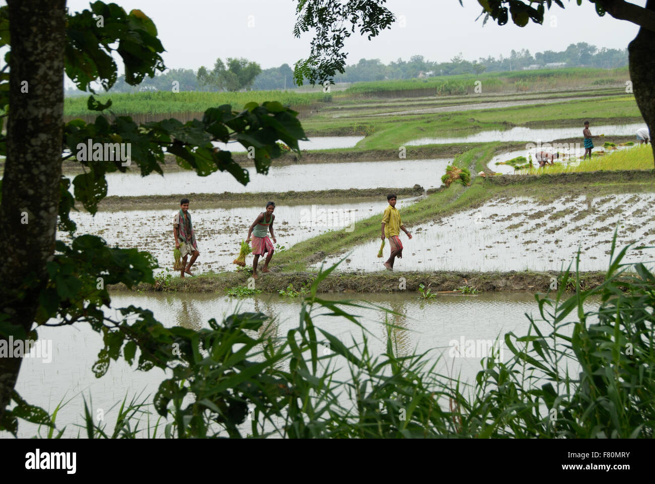 Besuch bei Flut betroffenen Norden Bangladesch.  Bashalia Dorf an den Ufern des Flusses Jumna. Überfluteten Reisfeld Stockfoto