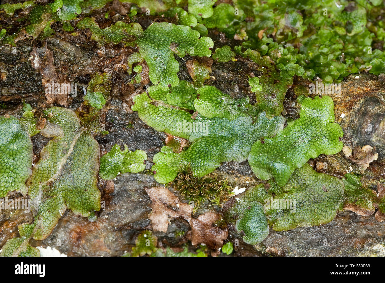 Duftende Lebermoos, KegelkopfLebermoos, Kegelkopfmoos, Kegelköpfiges
