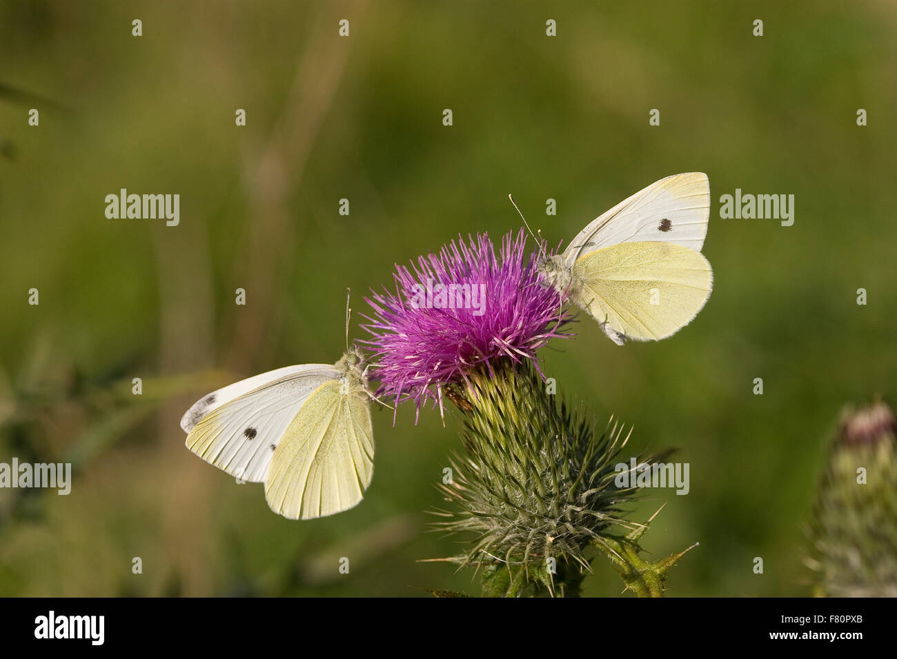 Kleine weiße, Kohl Schmetterling, Kleiner Kohlweißling, Kohlweissling, selbst-Weißling, Rübenweißling, Pieris Rapae, Artogeia rapae Stockfoto