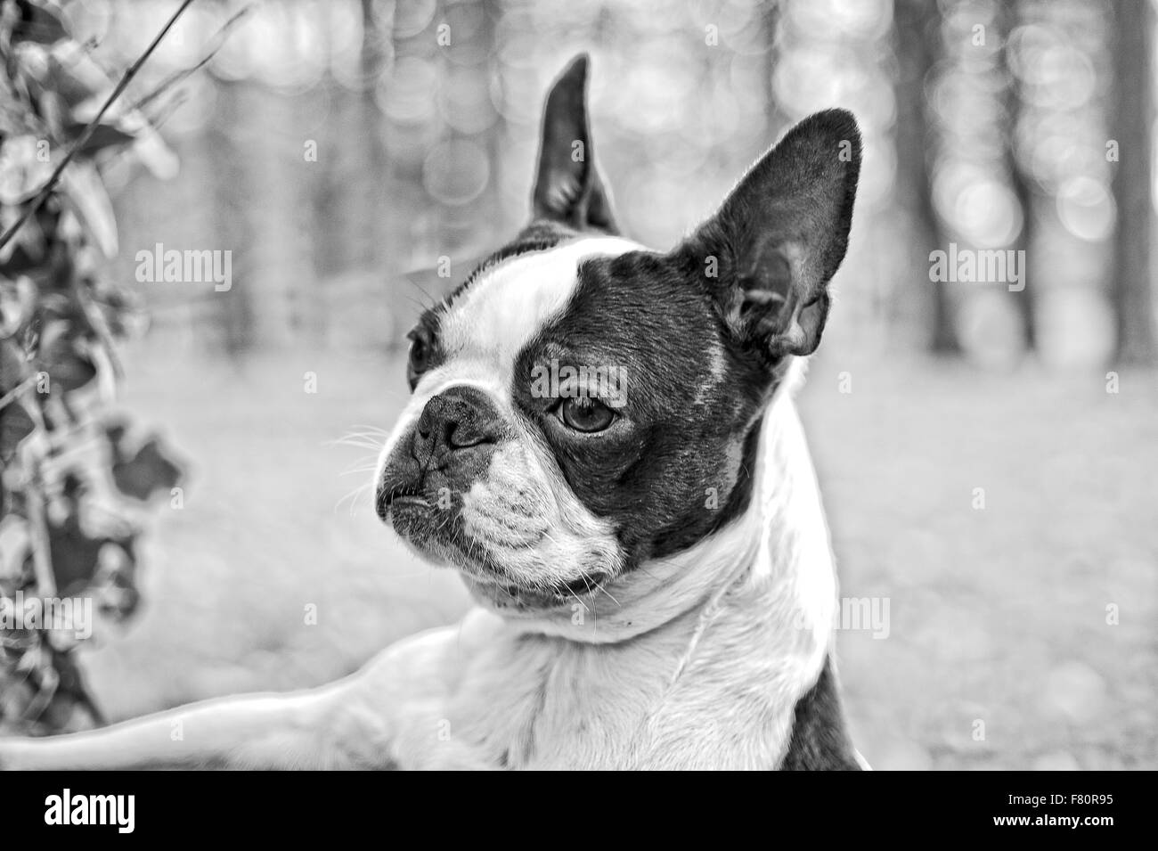Boston Terrier, zweifarbiger Hund im Park mit Bäumen und Rasen Stockfoto