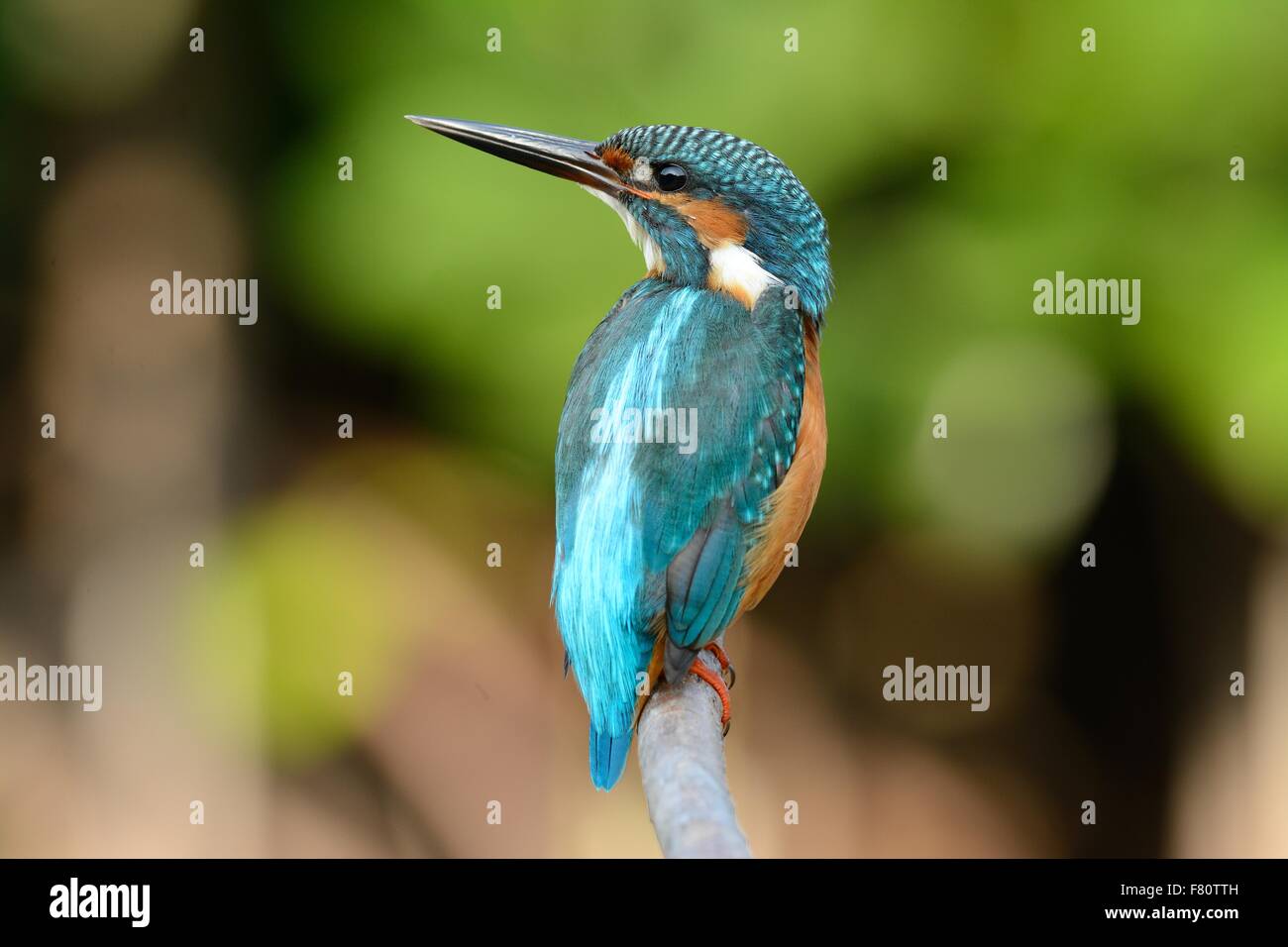 Schöne männliche Eisvögel (Alcedo atthis) sitzen auf Zweig Stockfoto