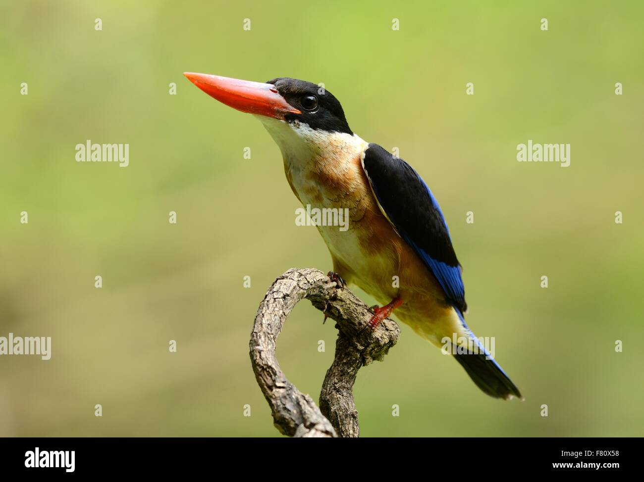 schöne schwarz-capped Kingfisher (Halcyon Pileata) Possing auf Ast Stockfoto