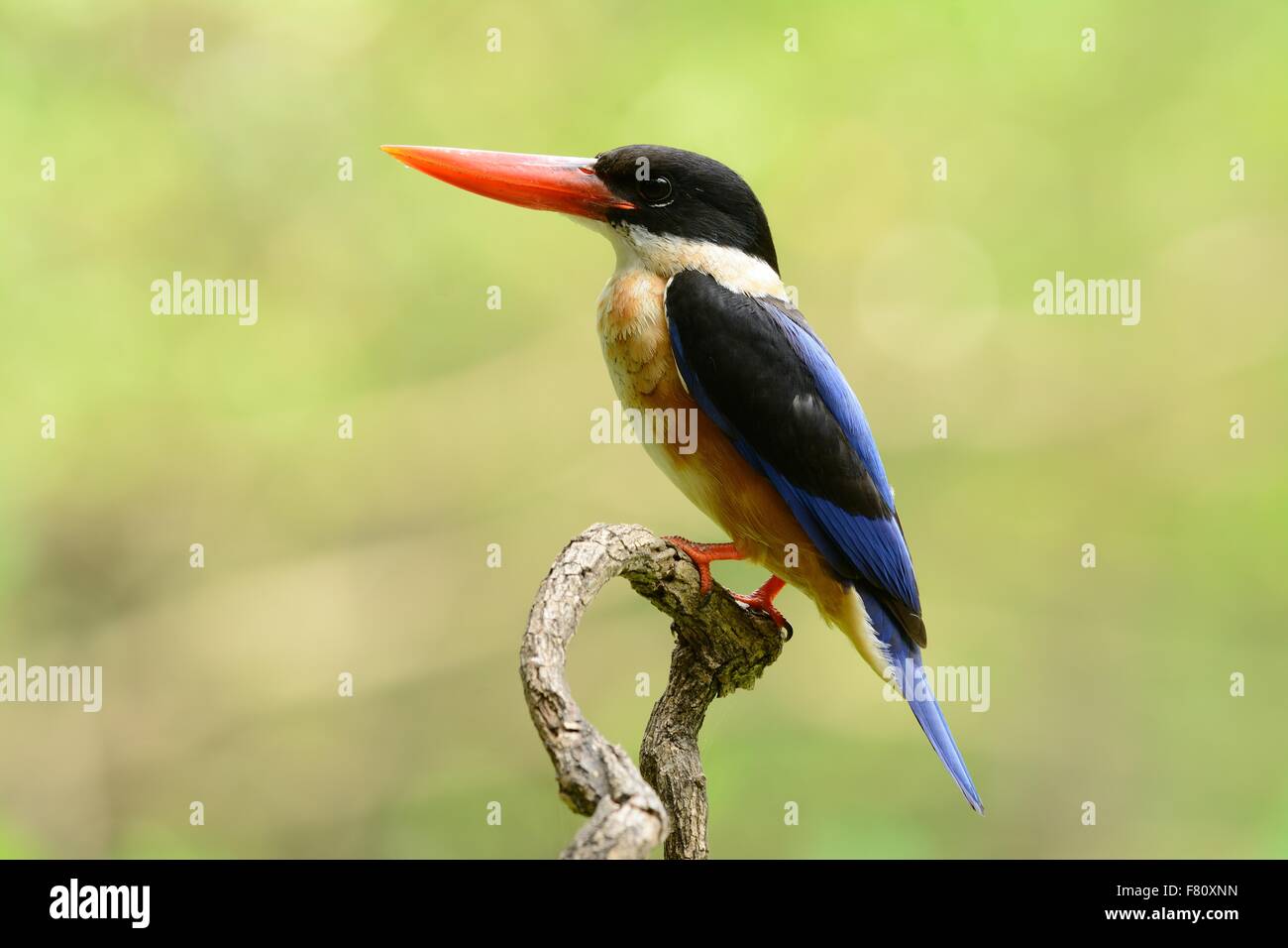 schöne schwarz-capped Kingfisher (Halcyon Pileata) Possing auf Ast Stockfoto