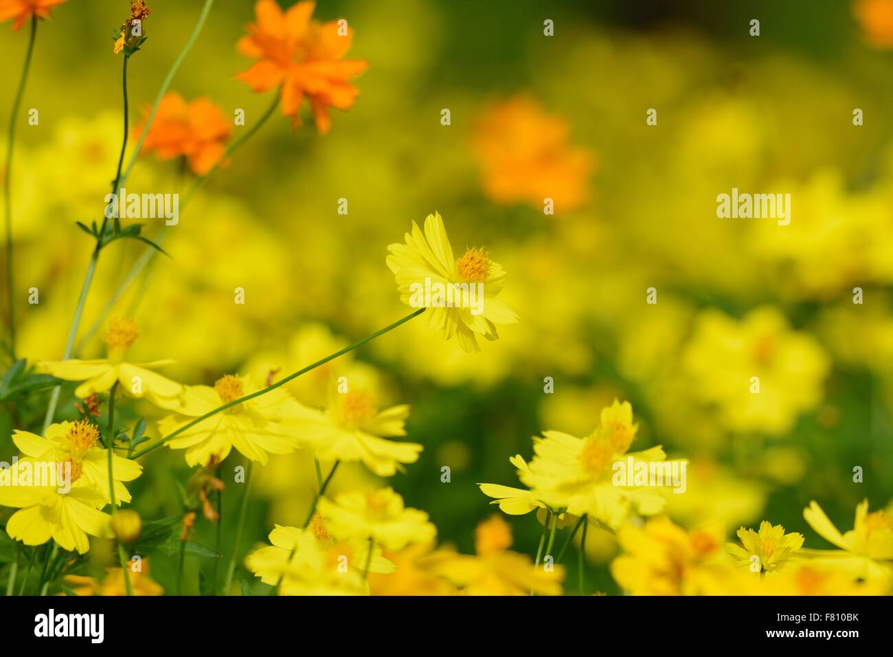 schöne mexikanische Aster Blüte (Cosmos Sulphureus) im Thai Flower garden Stockfoto