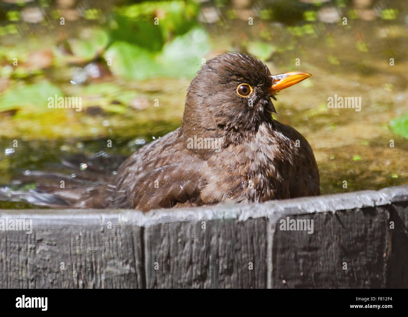 Junge Amsel (Turdus Merula) Baden im Garten Brunnen, UK Stockfotografie