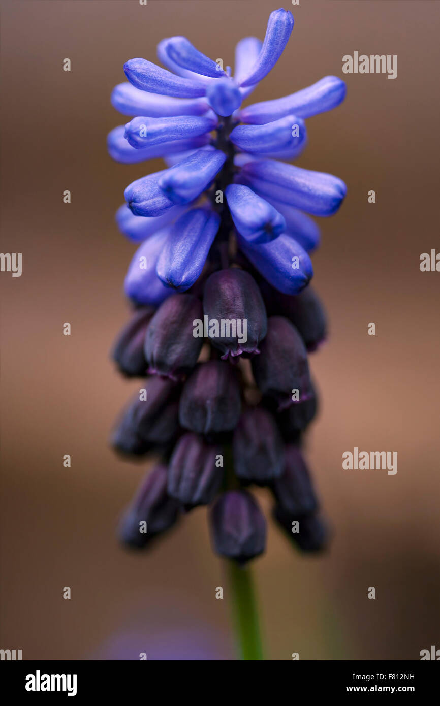 Bild eines einzigen Duo getönten Muscari Blumen. Stockfoto