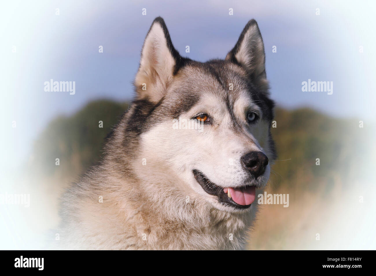 Siberian husky Stockfoto