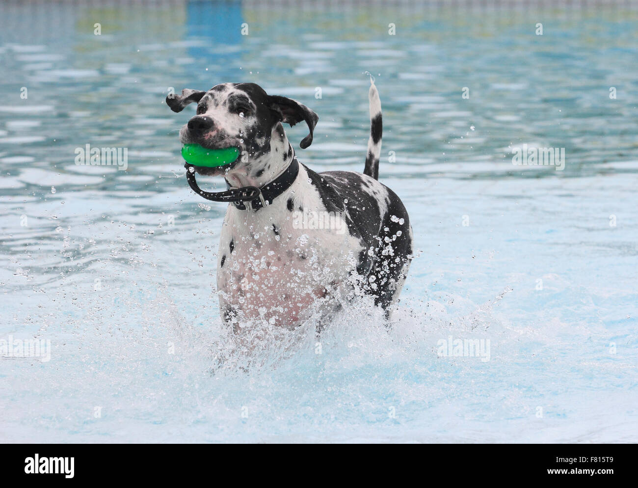 Deutsche Dogge Hund schwimmen Stockfoto