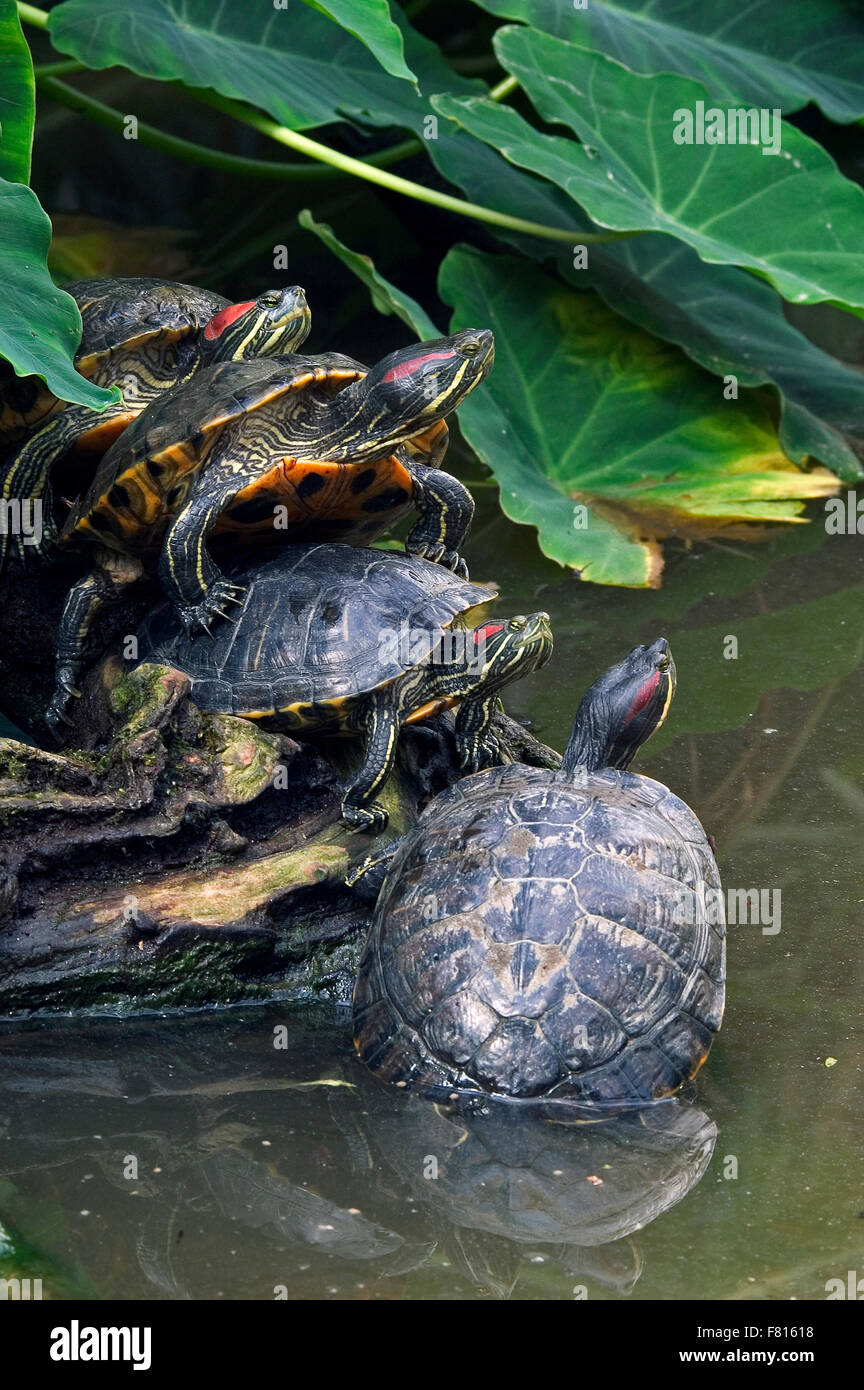 Rot-eared Slider / rot-Schmuckschildkröte Sumpfschildkröten (ist Scripta Elegans / Pseudemys Scripta Elegans) Gruppe ruht auf Log in See Stockfoto