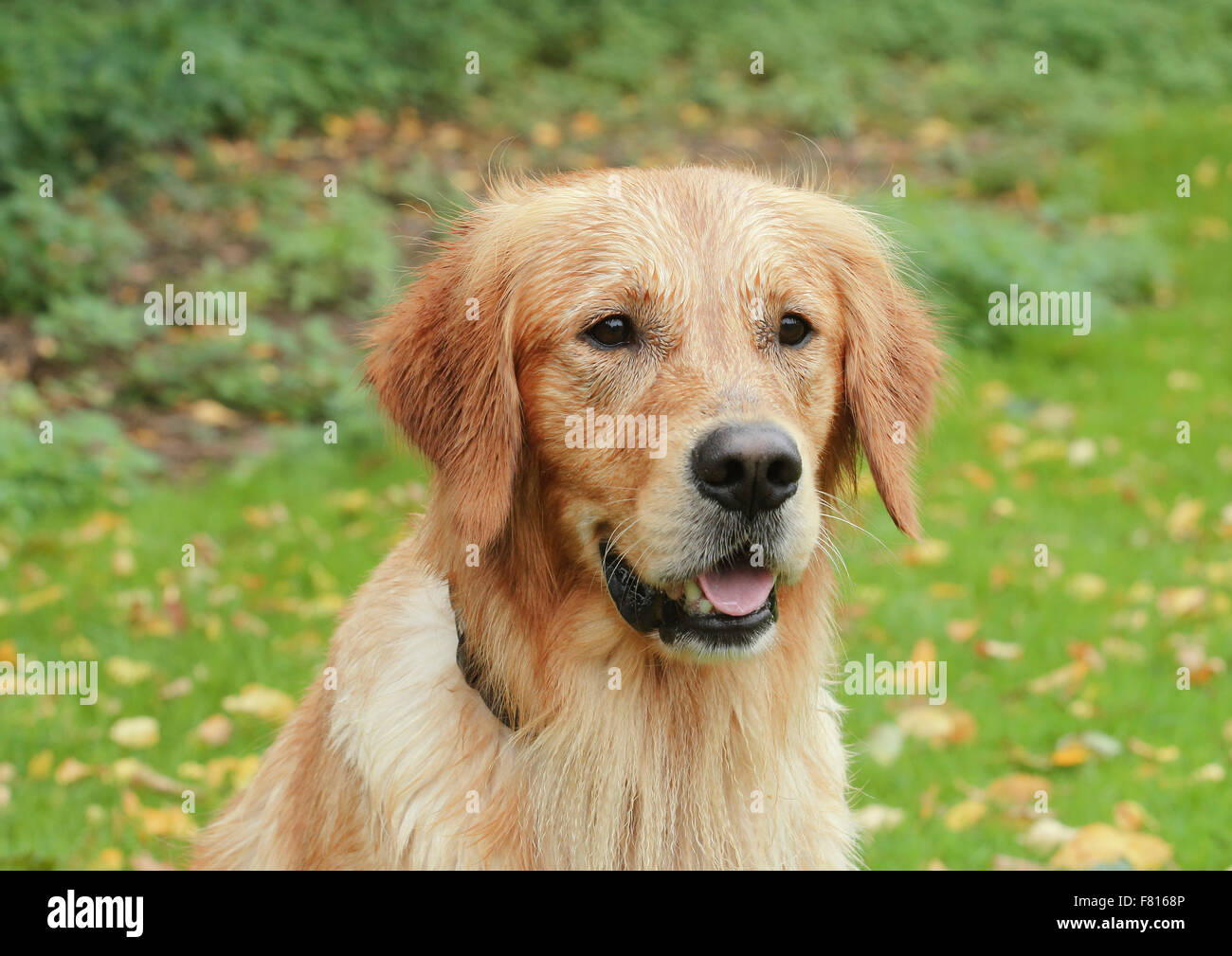 Golden Retriever in herbstlichen Blättern, männliche Stockfoto
