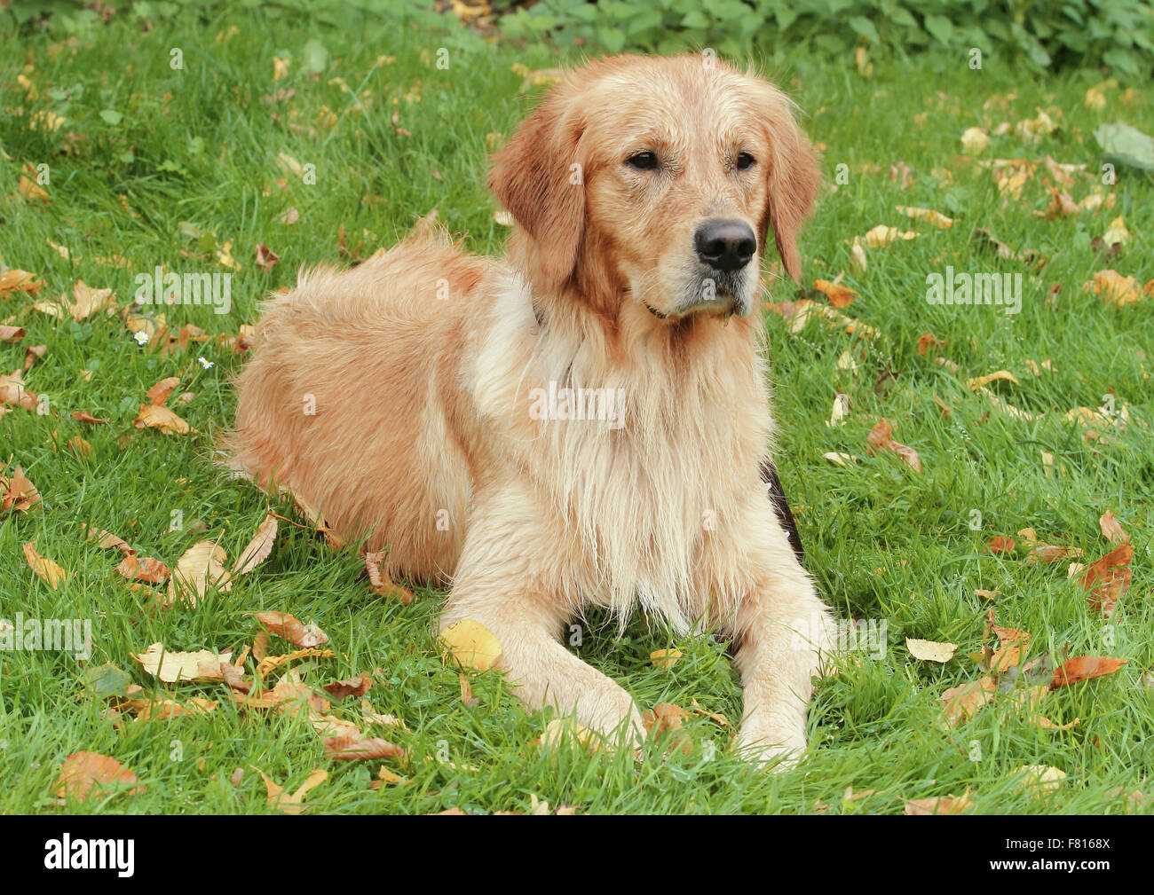 Golden Retriever in herbstlichen Blättern, männliche Stockfoto