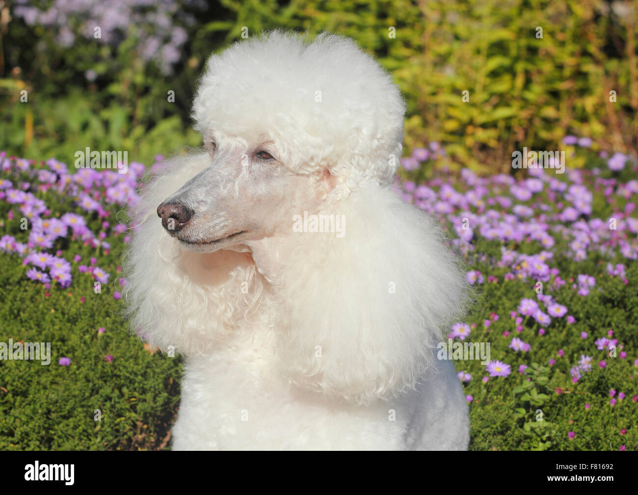 Pudel, Weiblich Stockfoto
