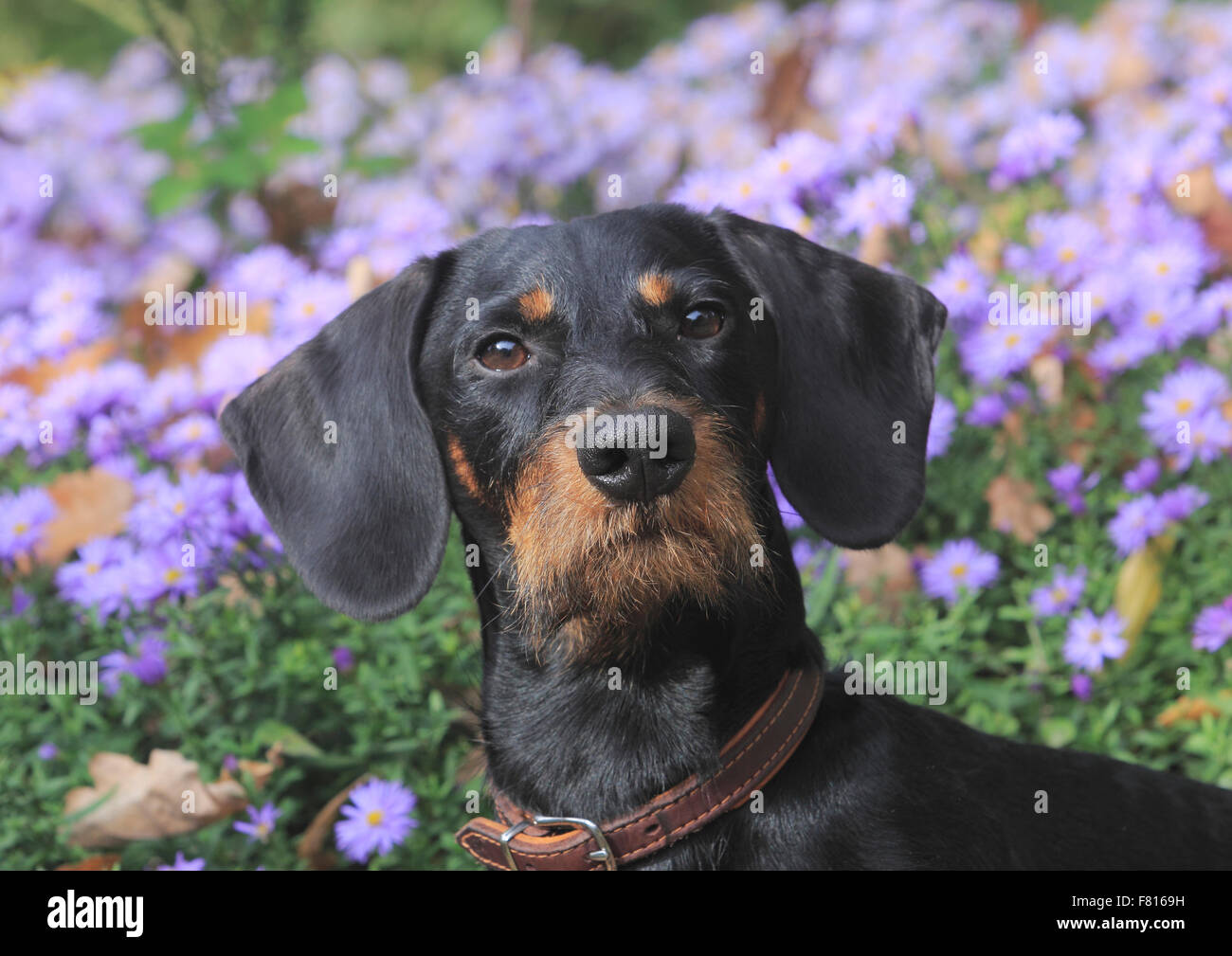 Dackel Stockfoto