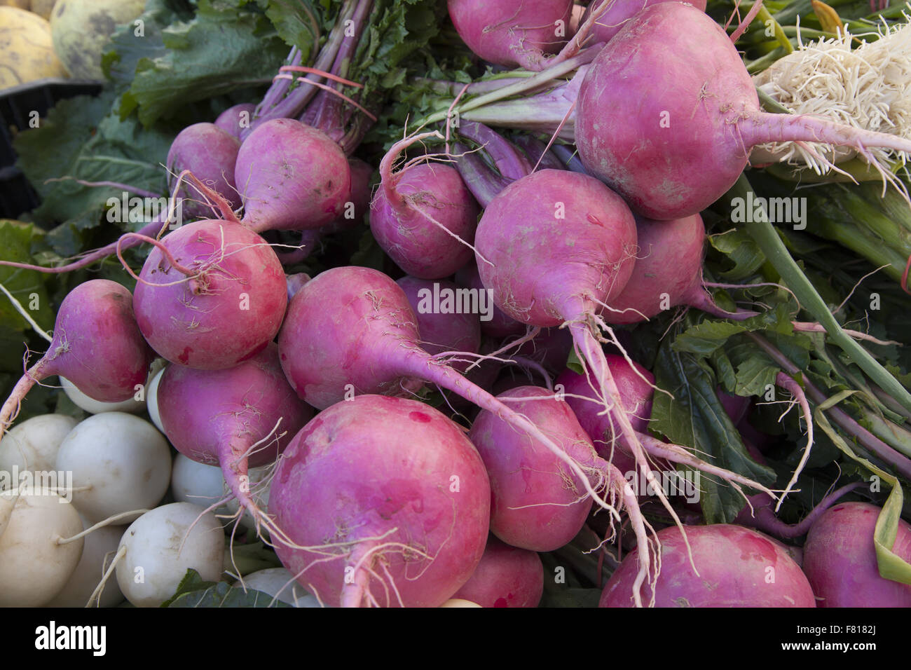 Große schöne rote und weiße Radieschen zum Verkauf an der Grand Army Plaza Farmers Market in Brooklyn, New York. Stockfoto
