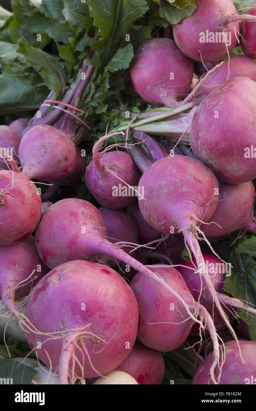 Große schöne rote und weiße Radieschen zum Verkauf an der Grand Army Plaza Farmers Market in Brooklyn, New York. Stockfoto