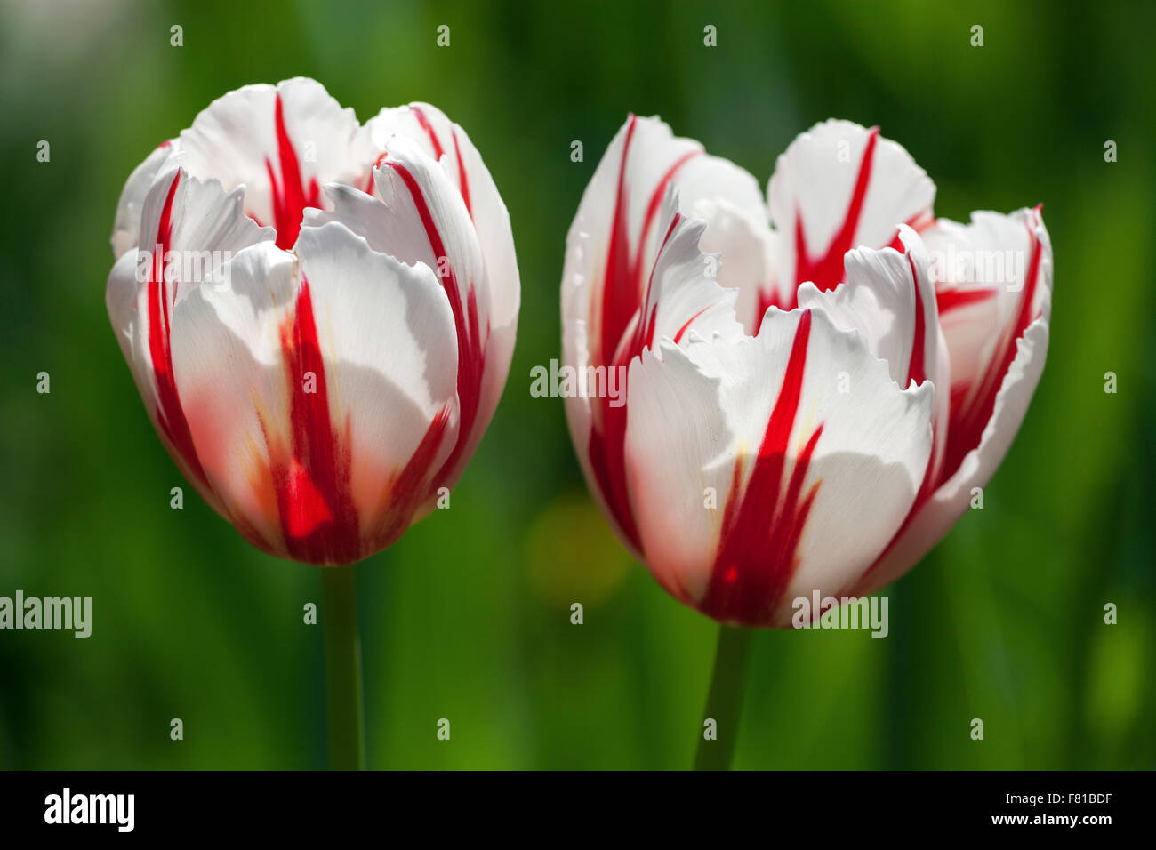 Rote und weiße Tulpen (Tulipa SP.), Deutschland Stockfoto