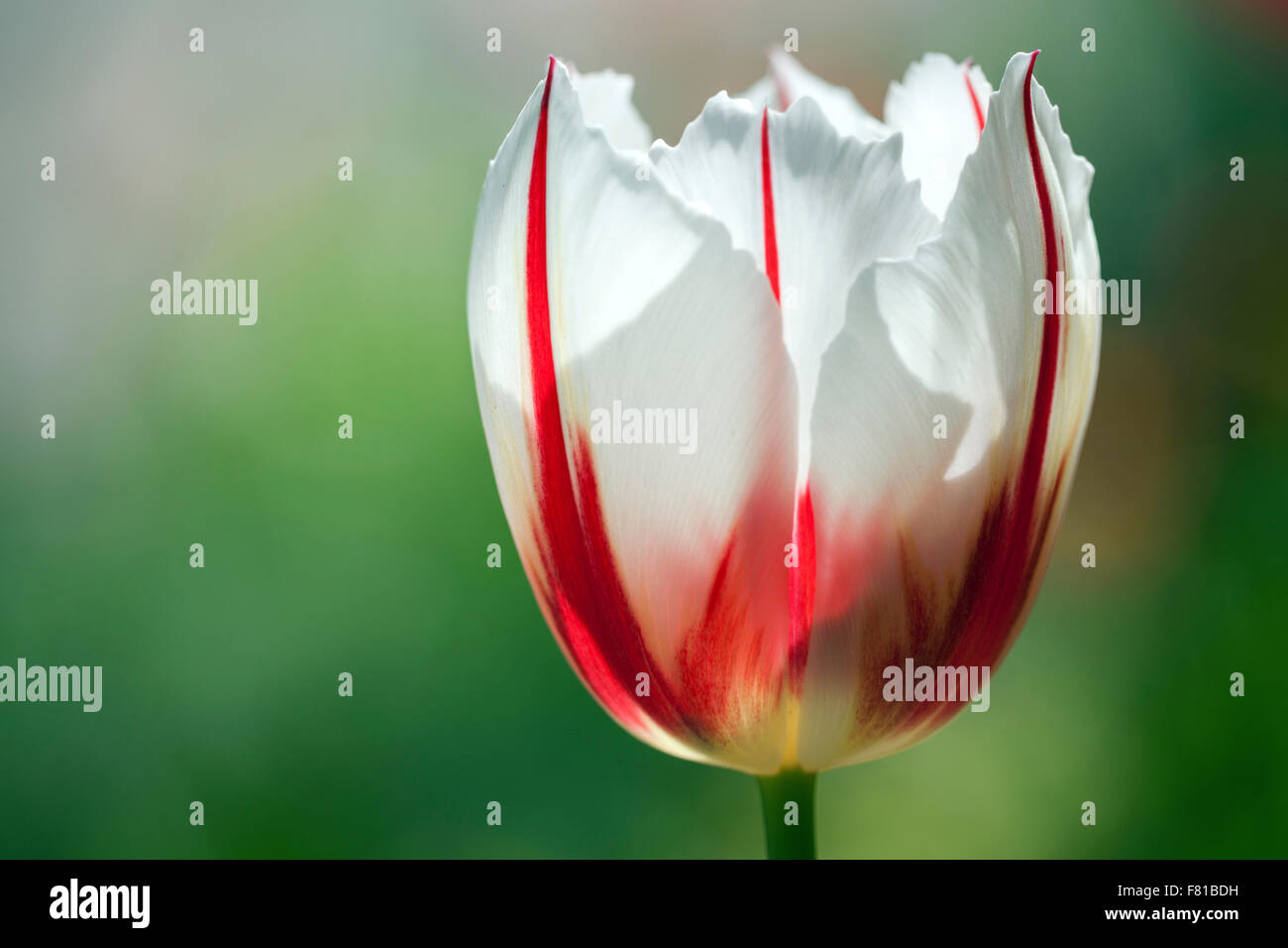 Rote und weiße Tulpe (Tulipa SP.), Deutschland Stockfoto