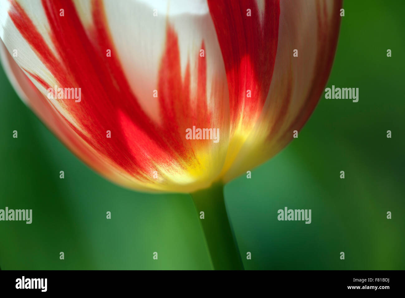 Rote und weiße Tulpe (Tulipa SP.), Deutschland Stockfoto