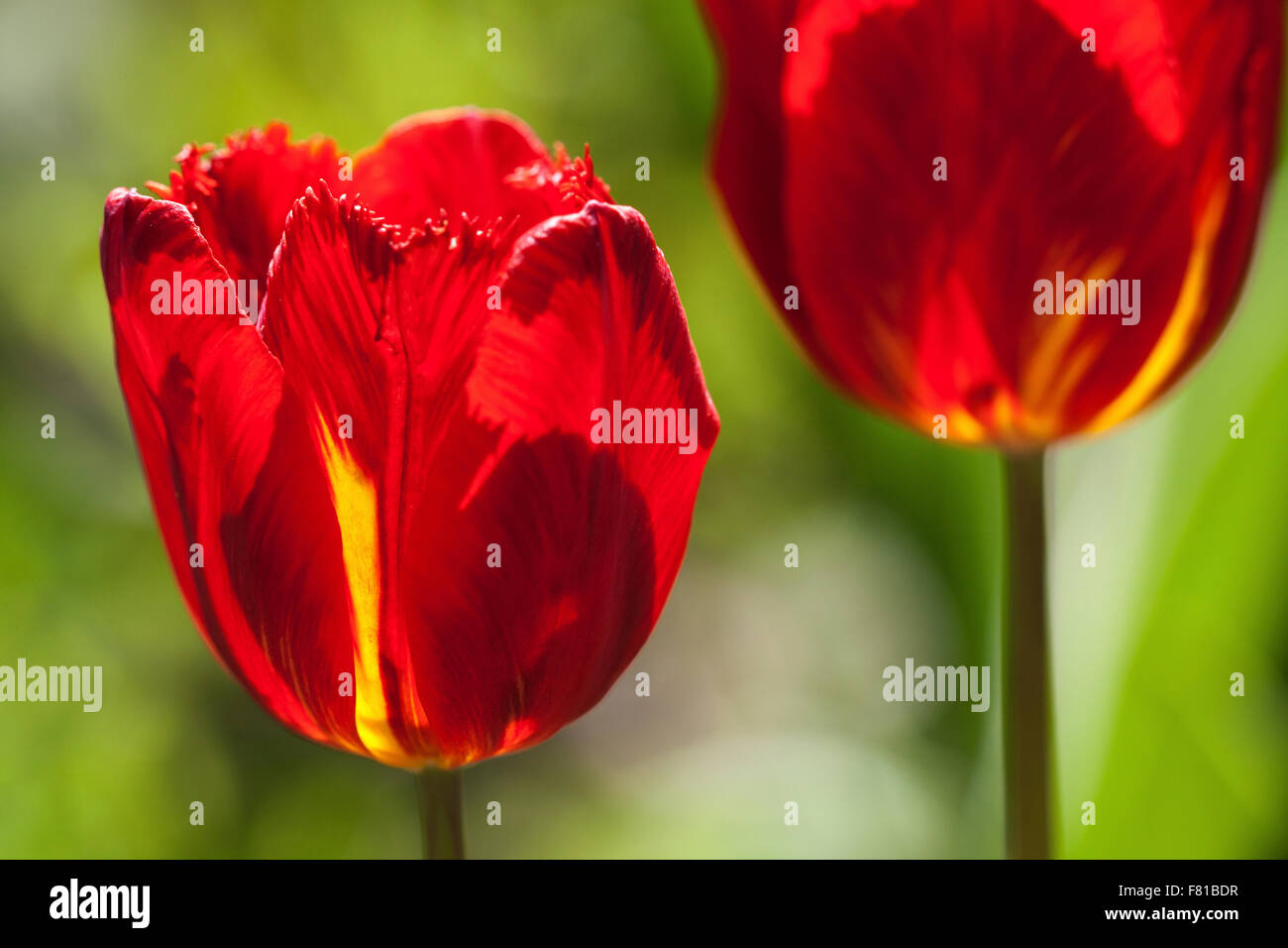 Rote Tulpen (Tulipa SP.), Deutschland Stockfoto