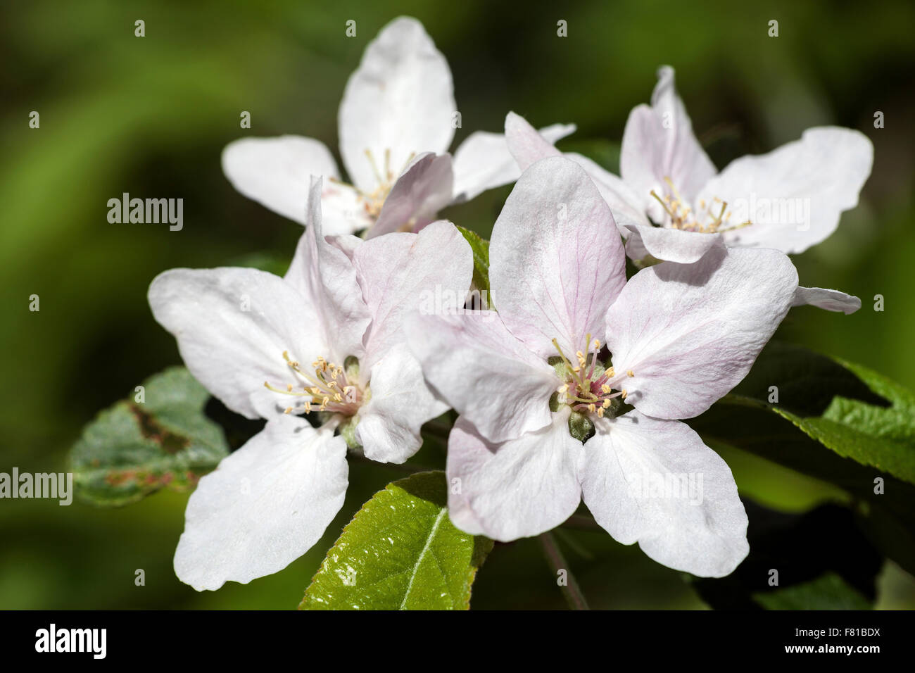 Apfel (Malus SP.) Blüte, weiße Blüten, Deutschland Stockfoto