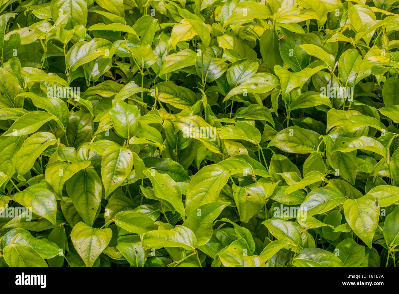 Pfeifer Pflanze - Piper Callosum - Heilpflanze, als beide eine milde stimulierende und als Beruhigungsmittel und als Appetitzügler verwendet. Stockfoto