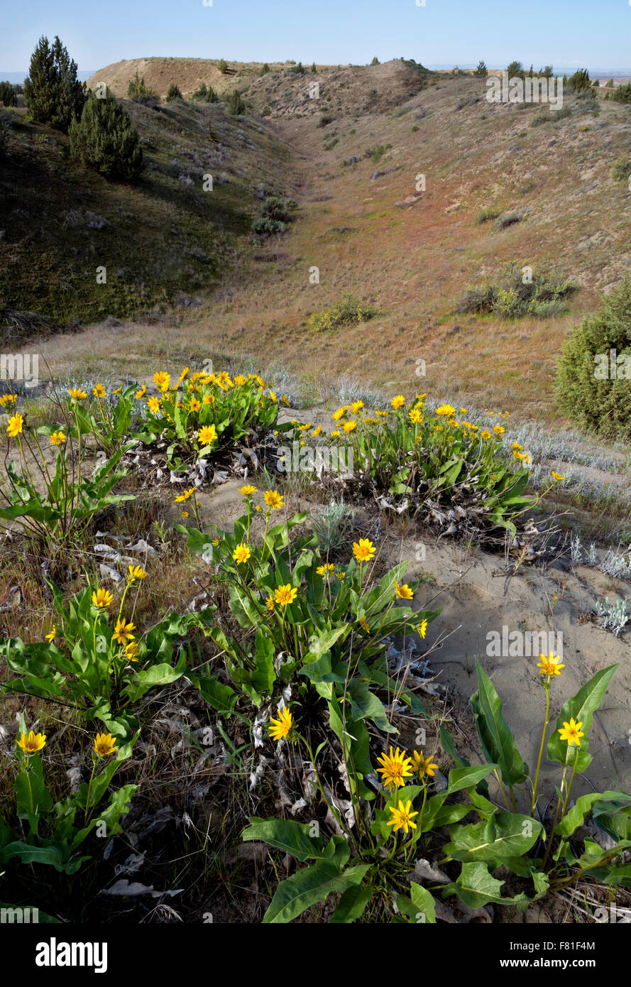 WASHINGTON - Balsamwurzel auf der Wiese bedeckt Sanddünen am nördlichen Rand der Wacholder Waldfläche in den Dünen von Juniper. Stockfoto