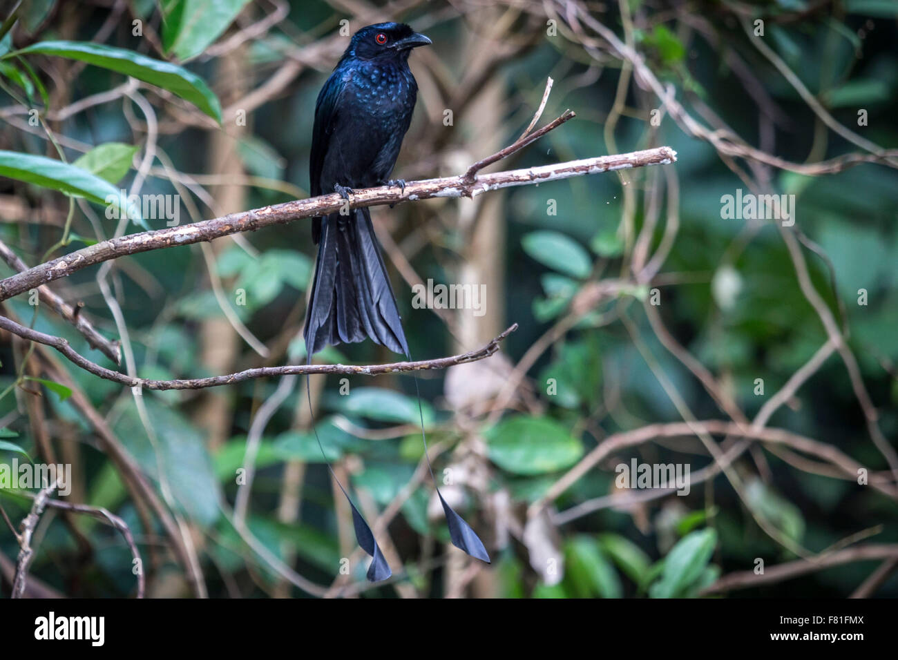 Mehr Schläger-angebundene Drongo. Stockfoto