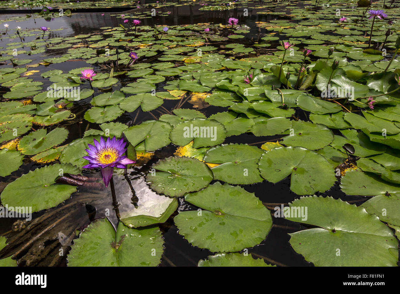 Stern seerose Fotos und Bildmaterial in hoher Auflösung Alamy