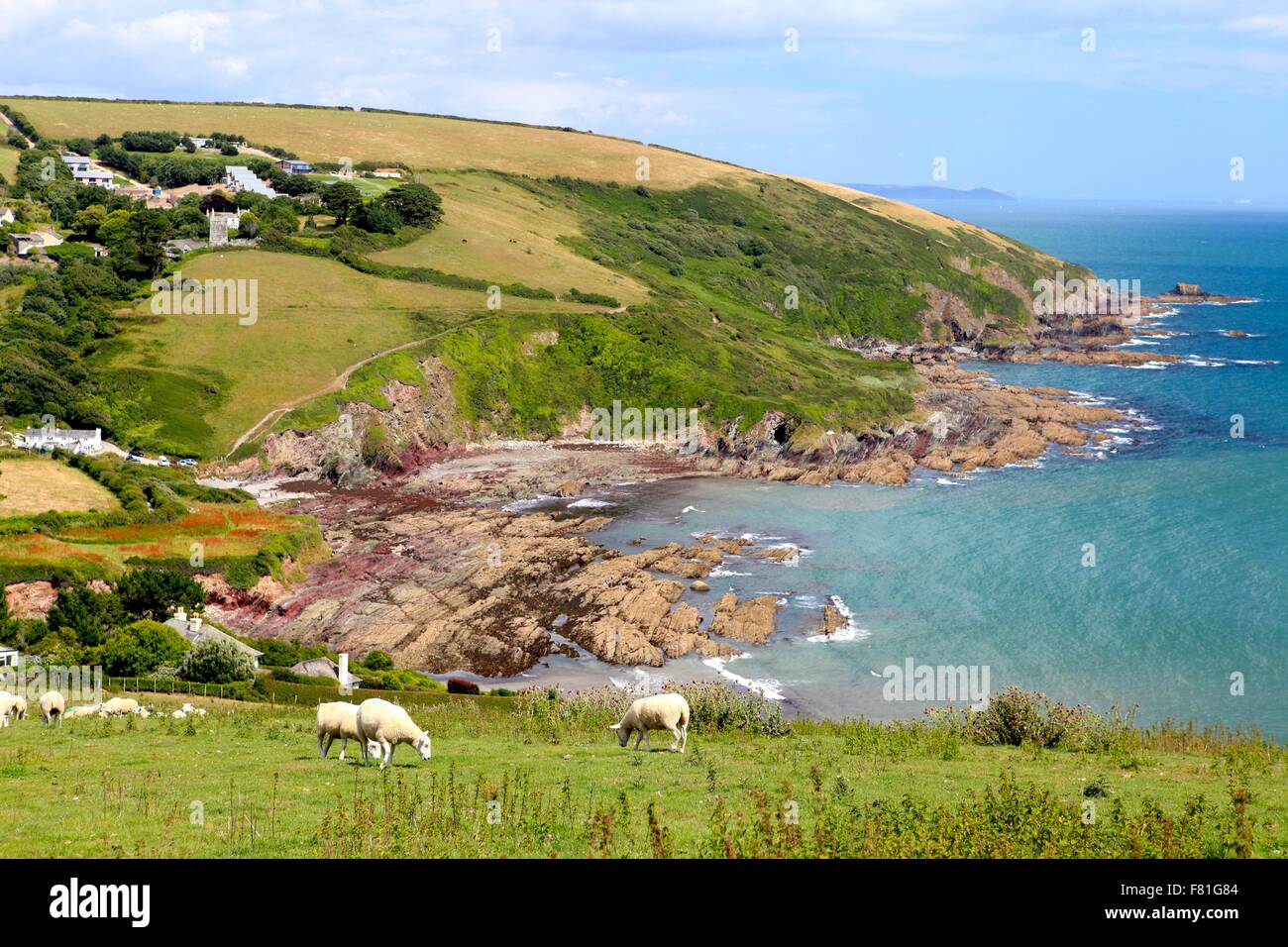 Schafe weiden vor der Kulisse der wunderschönen Talland Bay, Süd Cornwall, England, UK Stockfoto